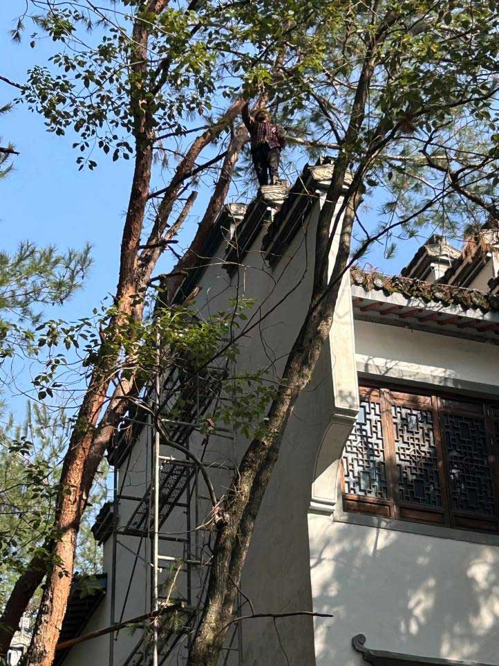 排除隱患，國資公司砍樹解民憂